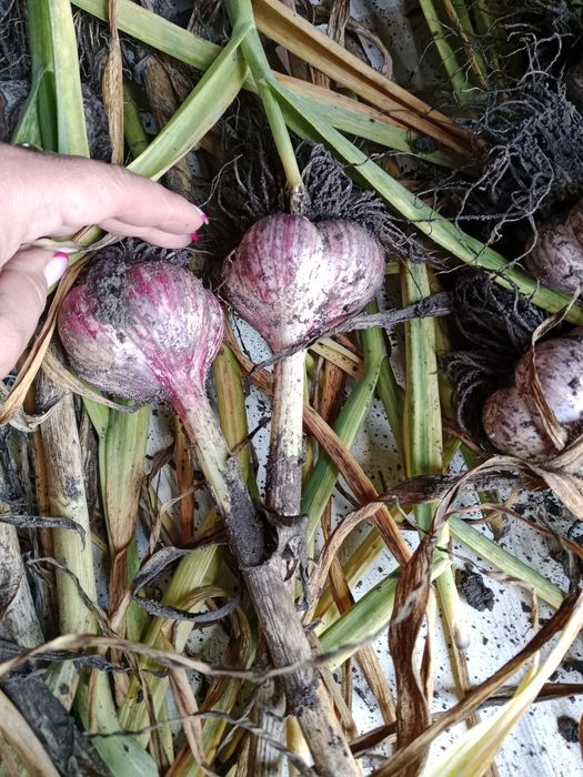 Продам дачу, с/о Эврика