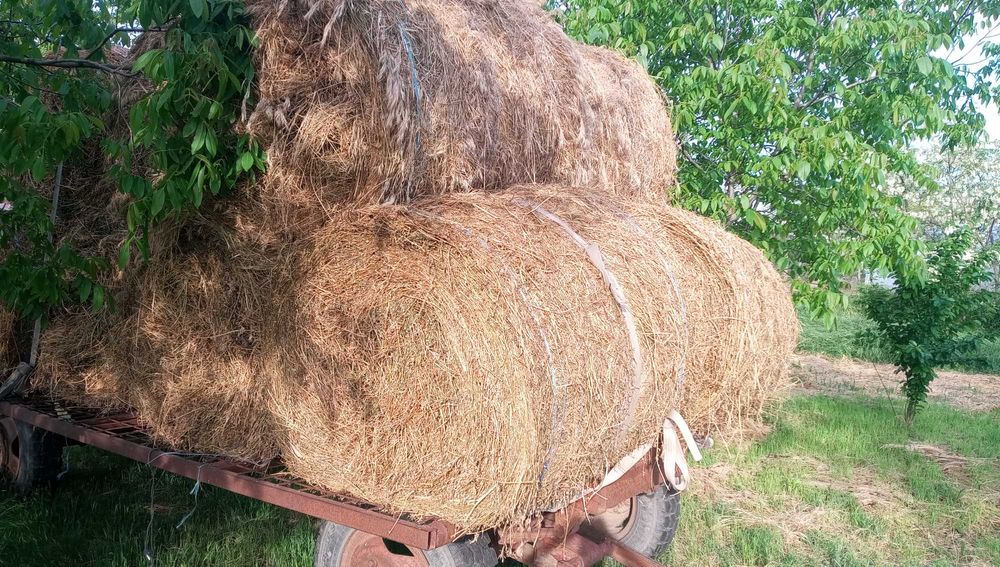 Baloți de lucernă și iarbă de vânzare