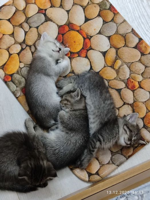 Продается котят мама сиямская папа серибристая шиншила