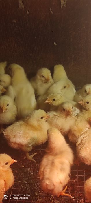 Продам цыплят несушка