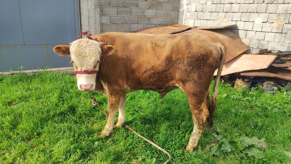 Бычки Сементал и Герефорд