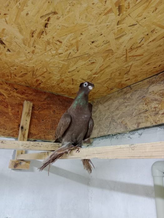 Продам   голубей