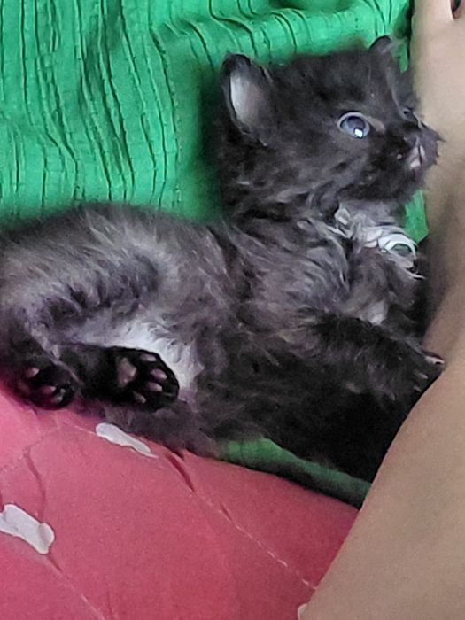 Отдам котёнка 1 месяц