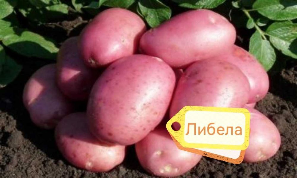 Картофель семенной 5 сортов