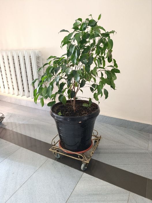 Металлические подставки под цветы.