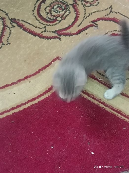 Отдам котят даром