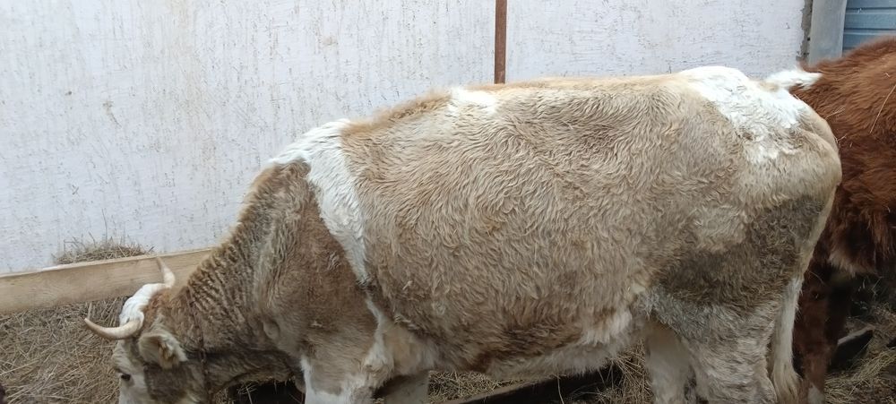 Продам тёлок с первым отелом