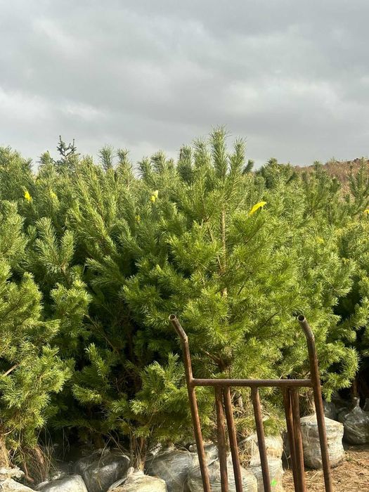 Сосна 2м туя можжевельник