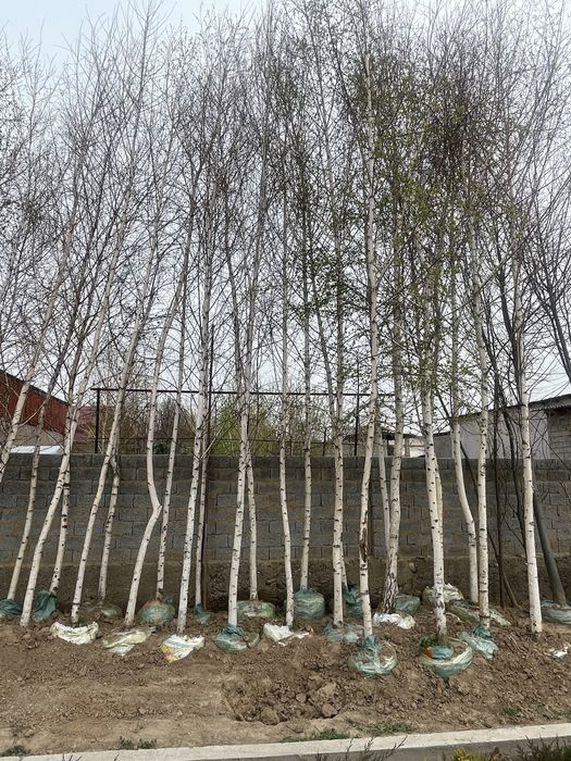 Beryoza oq qayin 5-7 metr rasprodaja narx