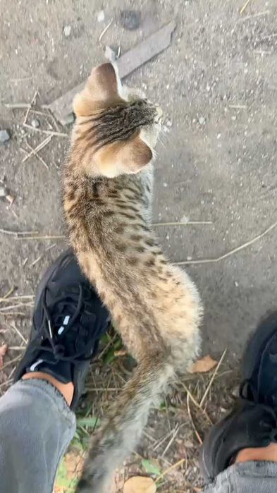 Ищем дом для котят!