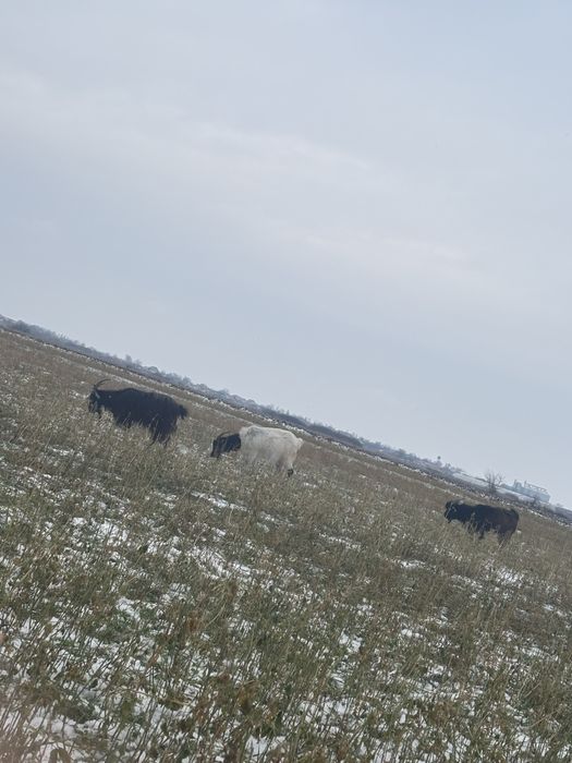 De vazare capre tinere