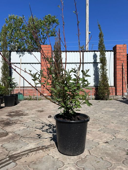 Саженцы---цветы.