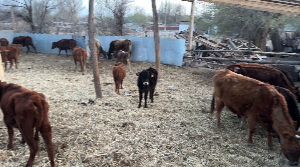 Скот,КРС,мал,бычок,теленок.