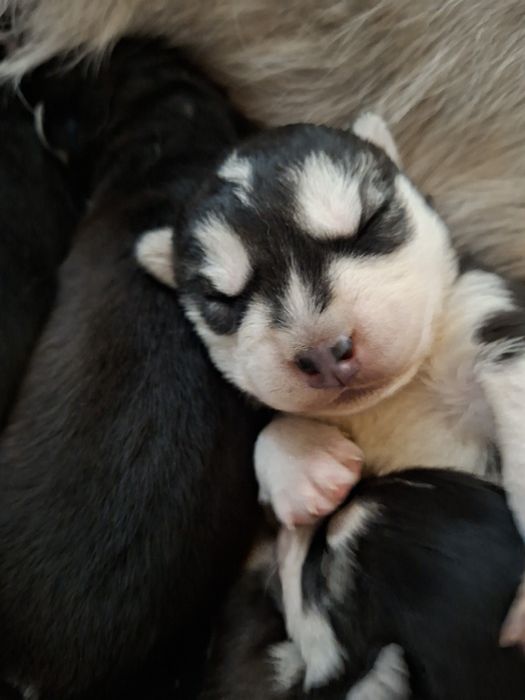 Бронь на щенков Хаски