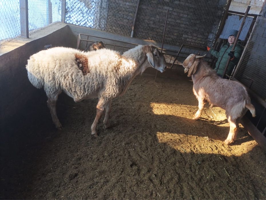 Кошкар большой 1