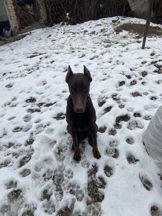 Щенок Добермана кобель