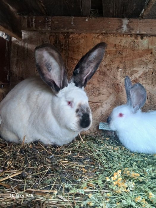 Pui uriaș de Transilvania