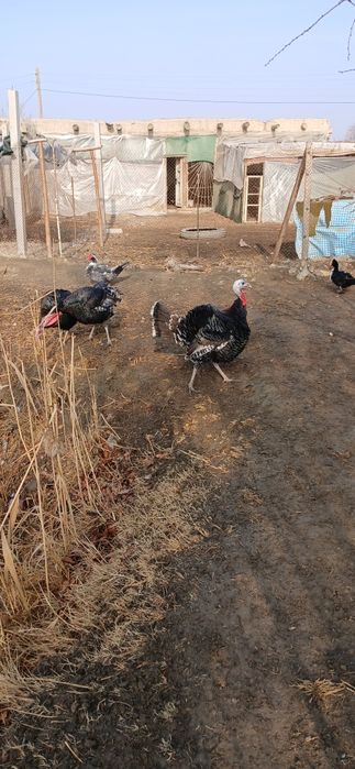 Курка сотилади манзил жондор