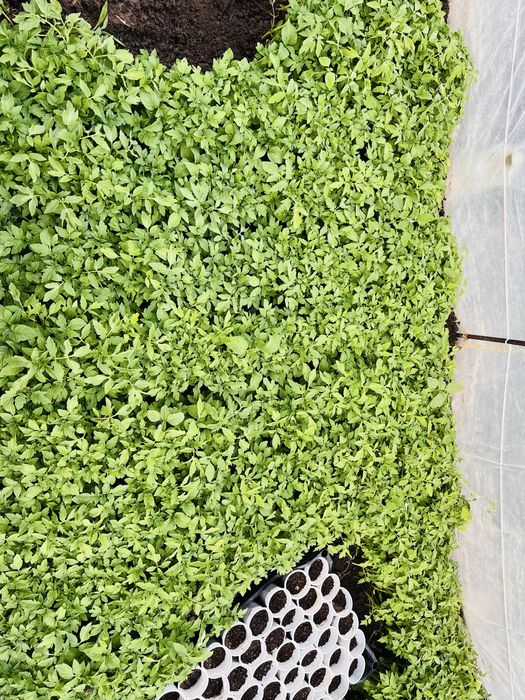 Рассада всех сортов