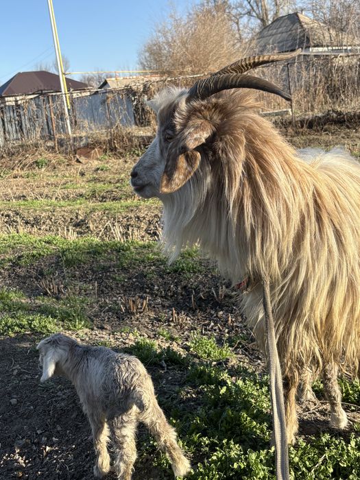 Продам козу с двумя козочками