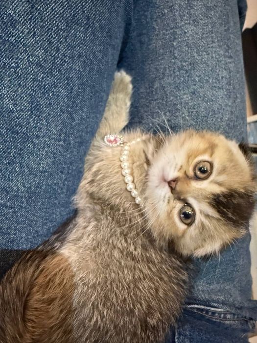 Золотая шиншила котёнок кошки вислоухие