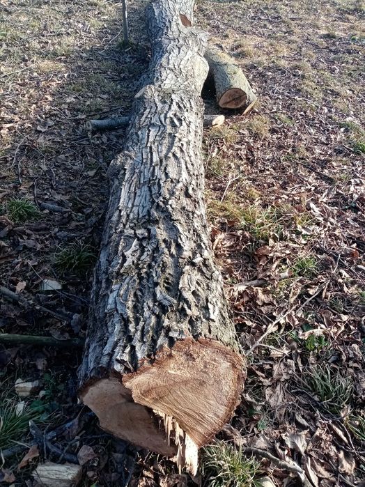 Vând busteni de NUC.