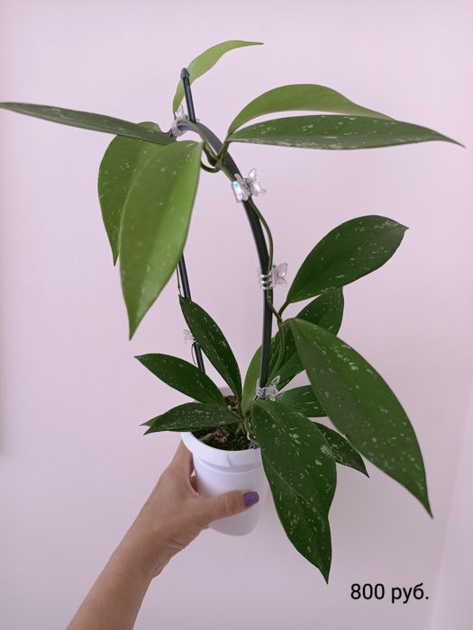 ПРОДАНО Хойя (Hoya publicalyx silver pink)