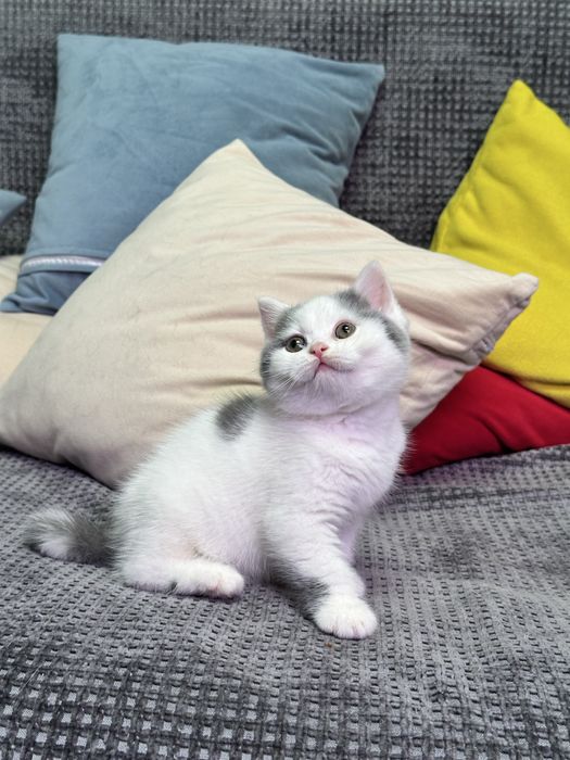 Британский мальчик