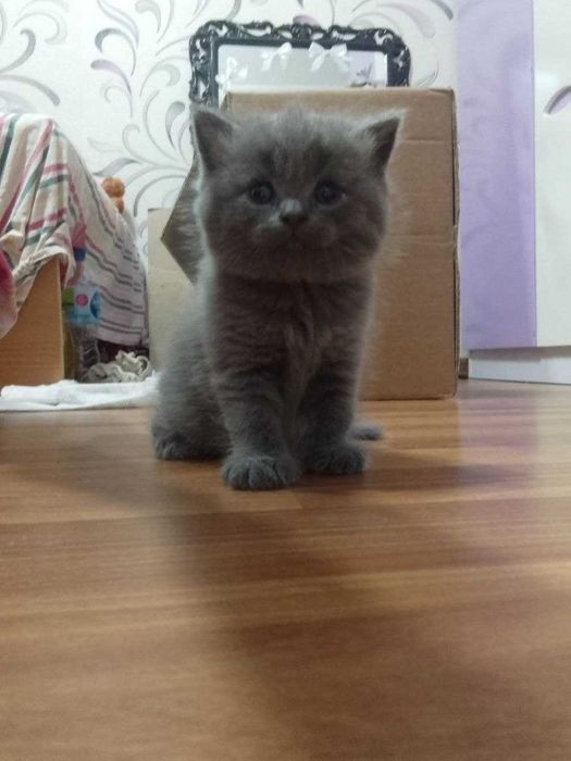 Продаются чистокровные шотландские котята девочки скоттиш страйт