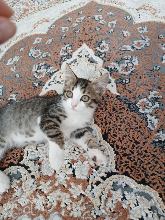Кота, бесплатно, мальчик
