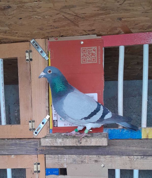 De Vânzare Porumbei Voiajori