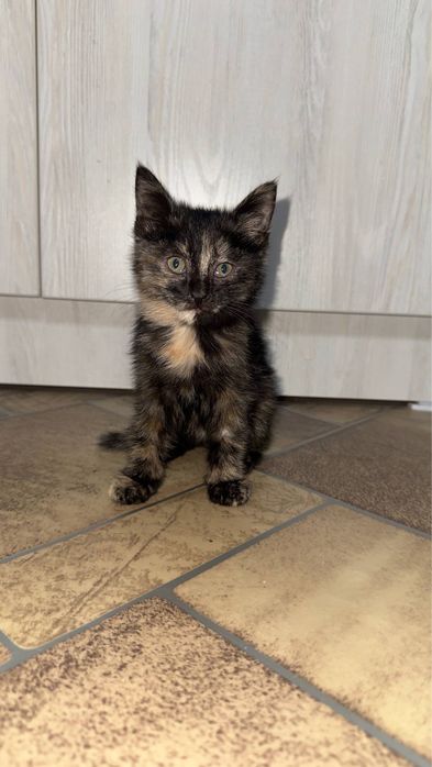 Отдаем котенка в хорошие руки