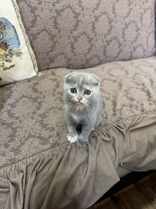 Scottish fold. Chistokrovnaya