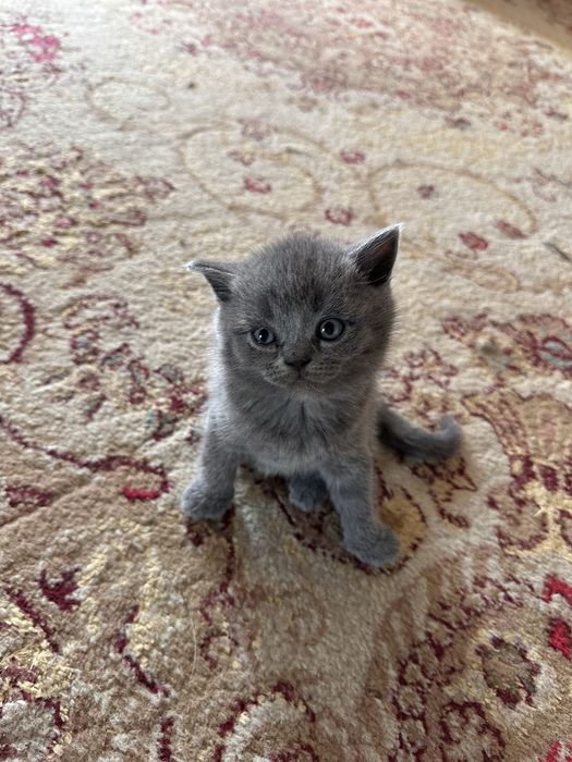 Продам породистых котят