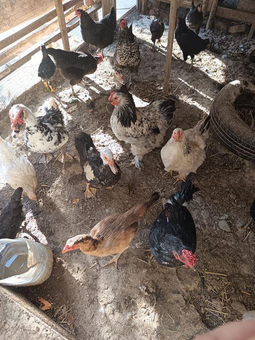 Товуқ  Ўрдаклар  сотилади