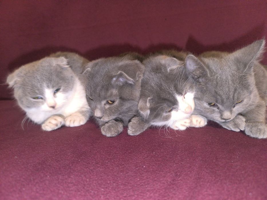 Mushuk bolasi oq va seriy aralash rang