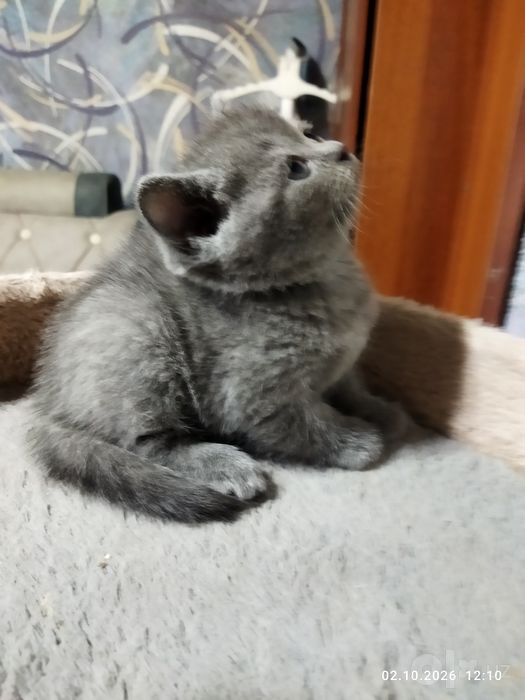 Шотланские котята