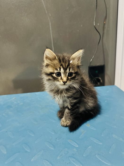 Вислоухий котята