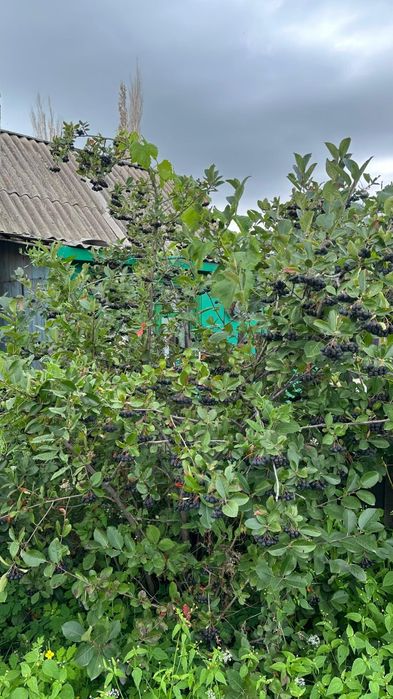 Продам дачу сад здоровье.