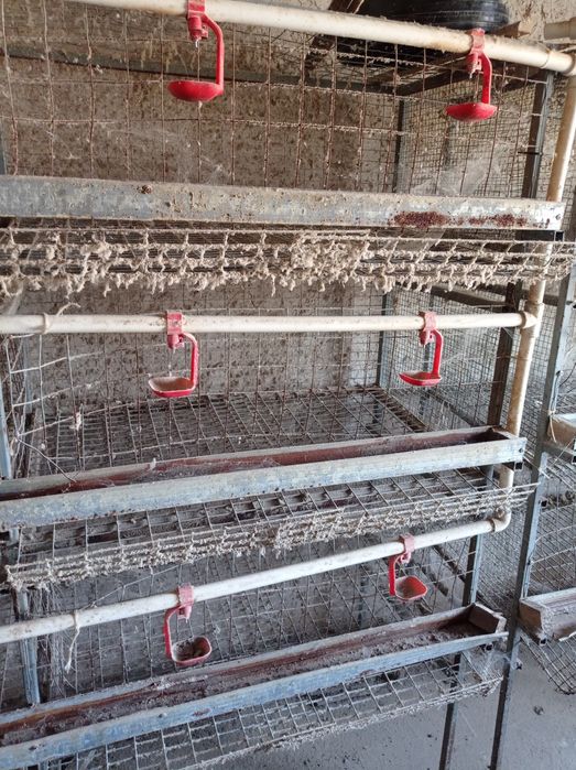 Товук катаклар сотилади