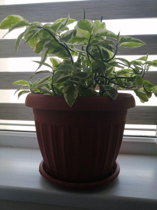 Продается комнатные растения 4500т