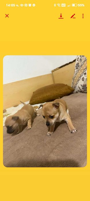 Чихоахоа- пинчер