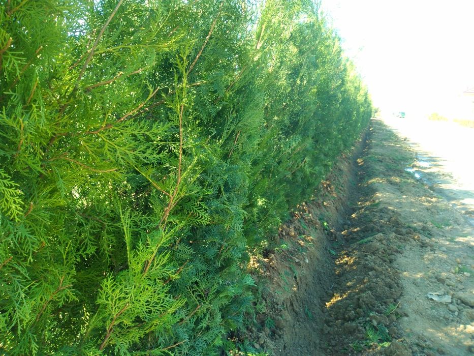 арчалар бор.. сосна туя книжный