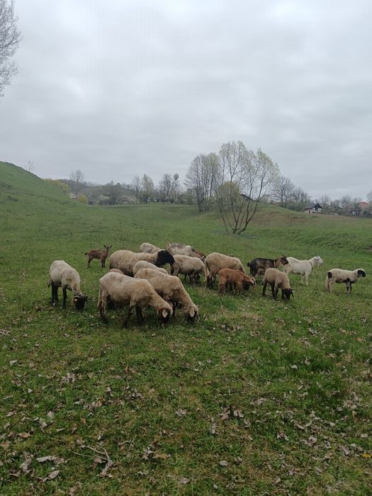 Oi de vânzare, detalii la telefon