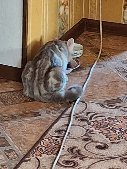 Британские  котята