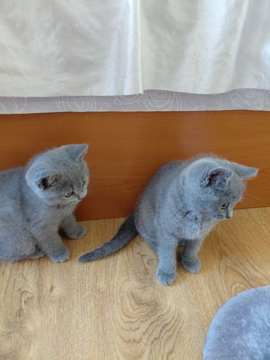 Британски котенца