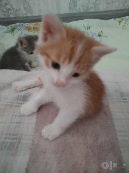 Отдам котят в добрые руки
