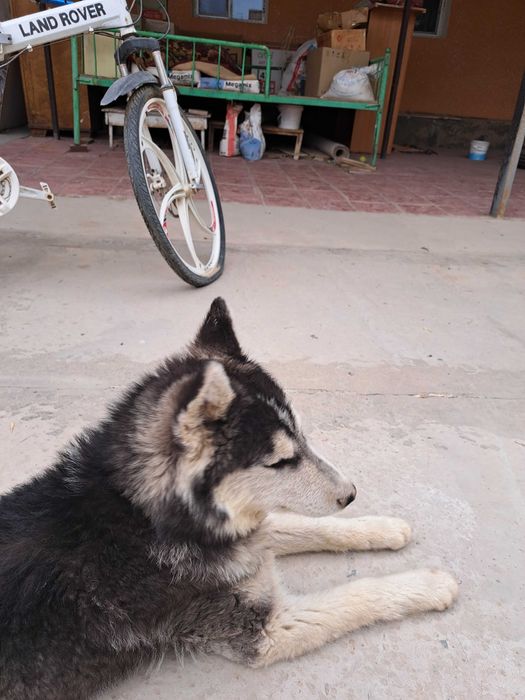 Хаски чистокровный