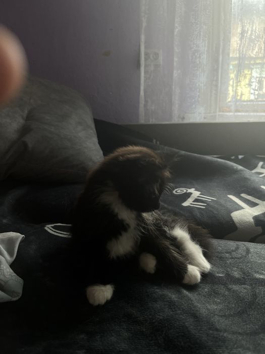 Котята хорошие
