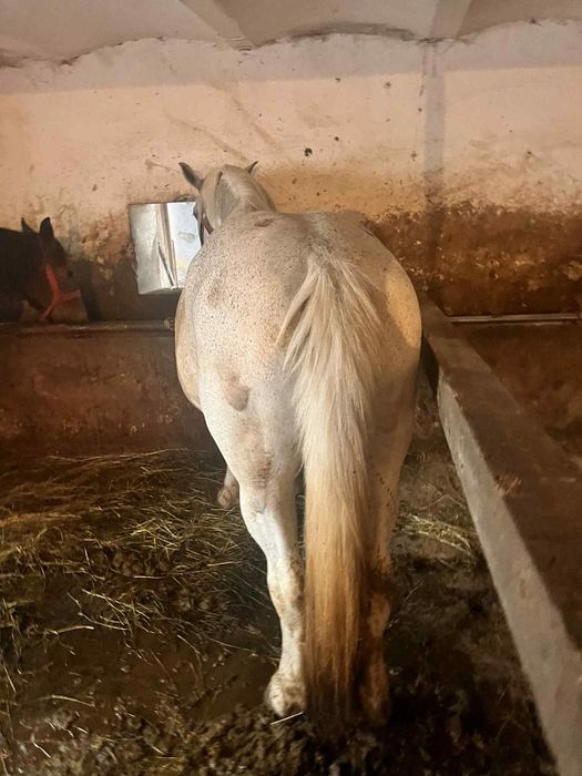 De vânzare iapa de 11 ani Bună de ham